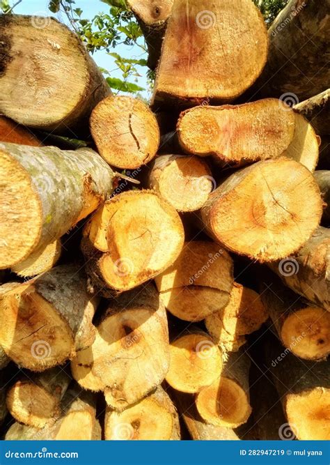 Logged tree under 38073.